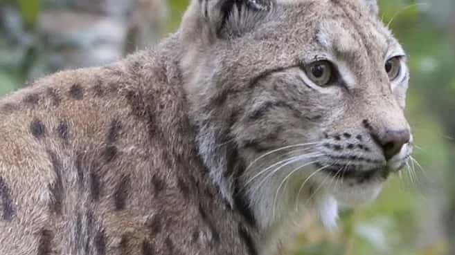 Tracking Wolves and Bringing Back the Lynx