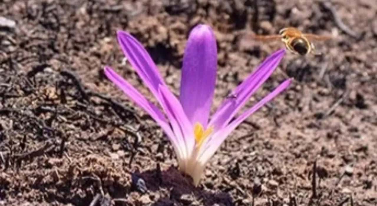 Exposición fotográfica 'Las cenizas de la esperanza'