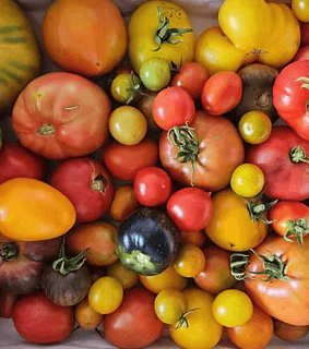 Habitar el Paisaje III: Del mar vino un tomate, introducción a la diversidad del tomate, exposición y cata