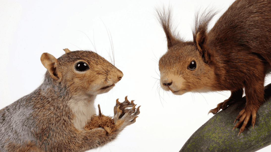 From Grey Wolves to Grey Squirrels