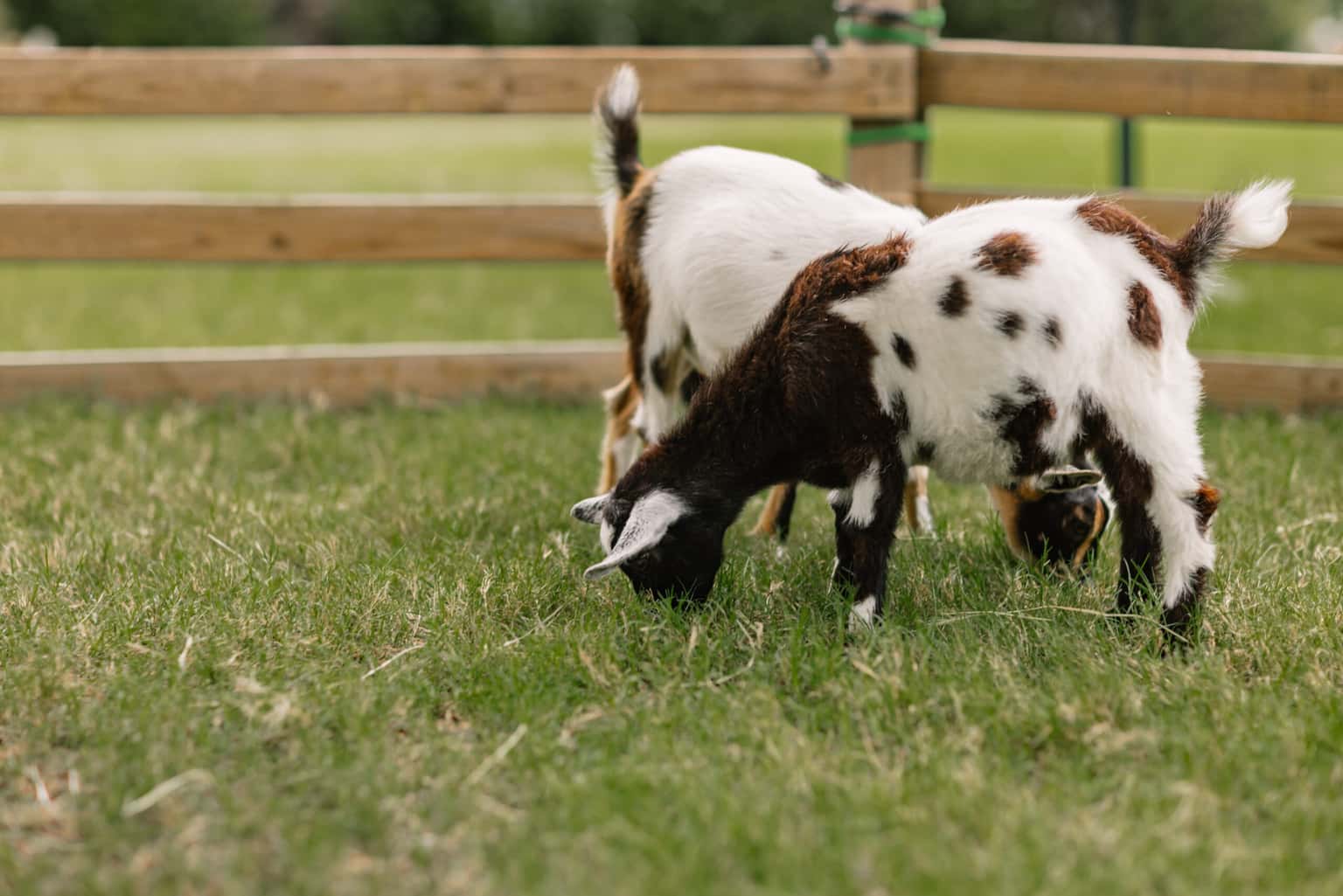 Petting Zoo: Country Critters