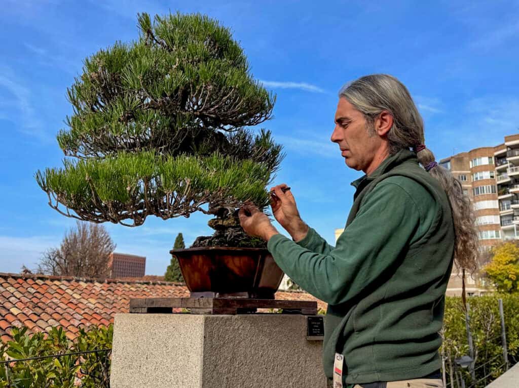 Escuela: Conservación y mantenimiento de bonsáis