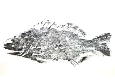 Gyotaku