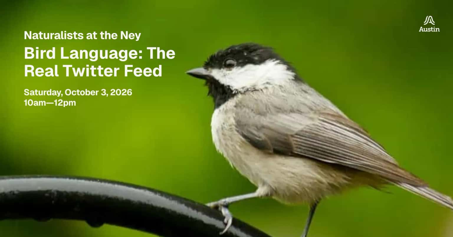 Naturalists at the Ney: Bird Language, The Real Twitter Feed