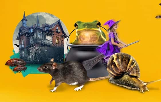 ZooLab: Witchcraft and Wizardry!