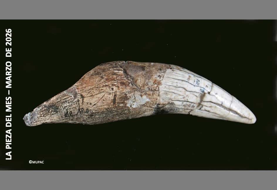 El colmillo del León de la cueva de Altamira: de la huella microscópica a la identidad paleolítica