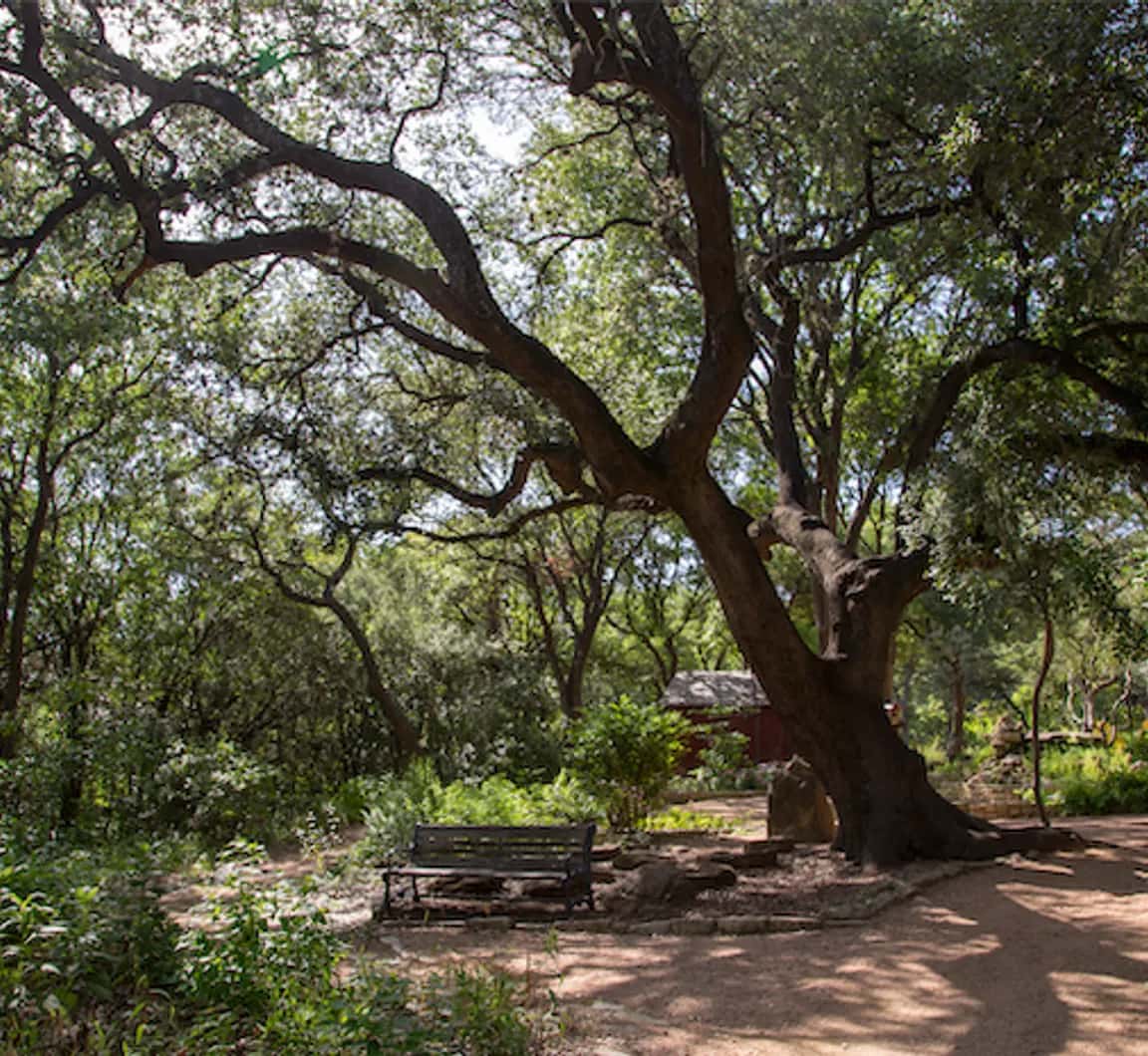 Tree ID Walk