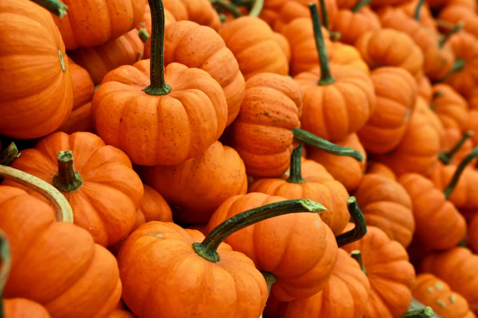 The Nashville Flea Market: Spooktacular Market