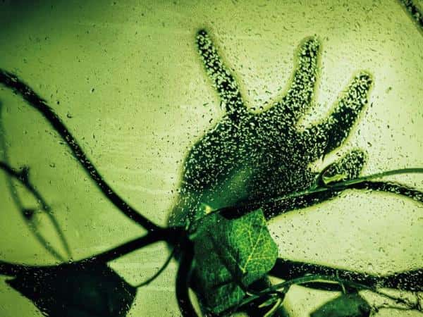 Little Shop of Horrors