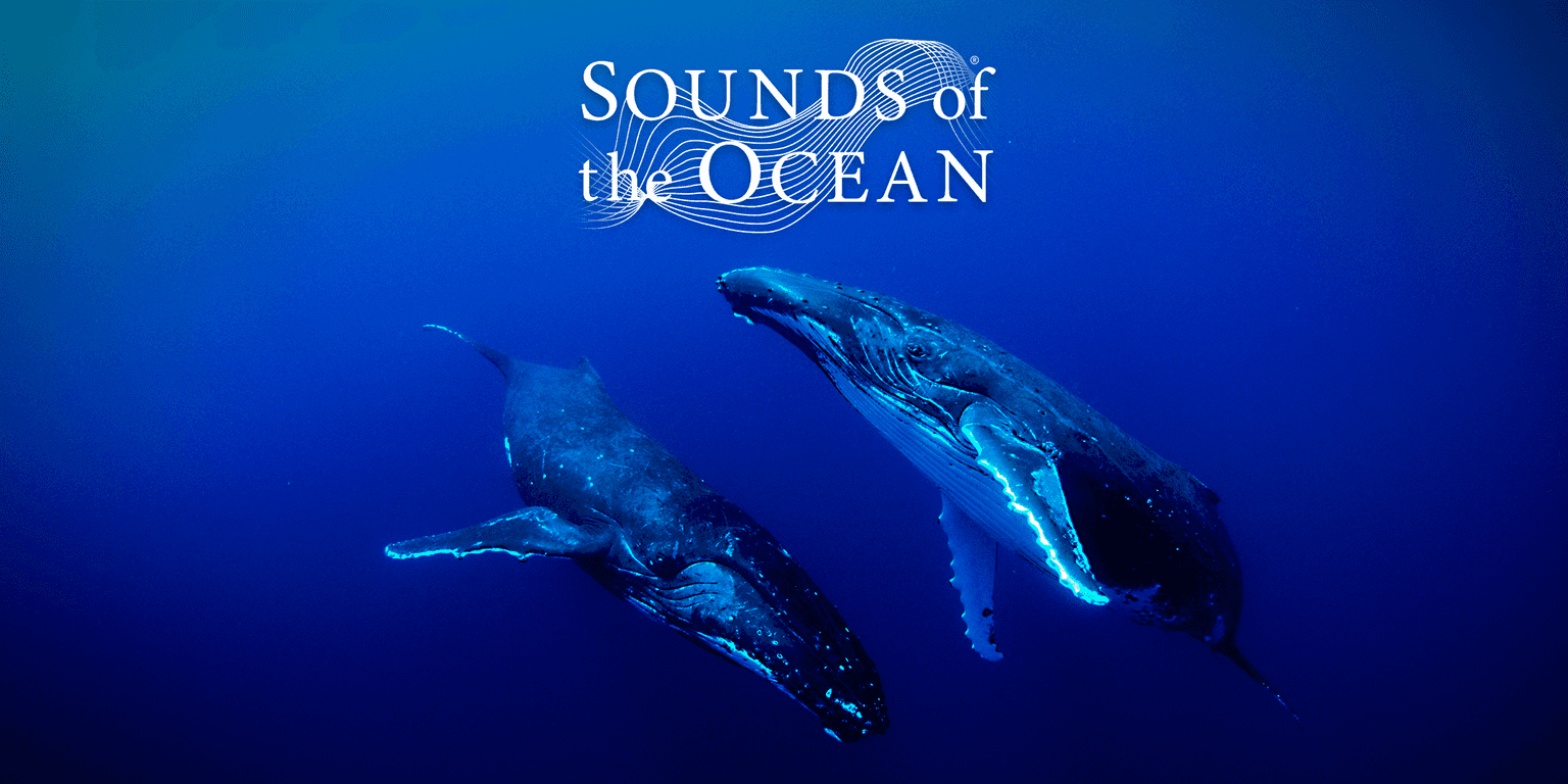 Sounds of the Ocean