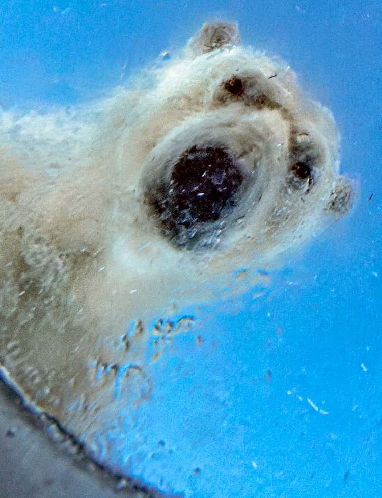 Wildlife Photographer of the Year