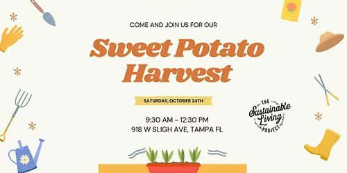 Sweet Potato Harvest
