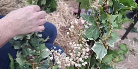 Winter Hedgerow Wreath Making