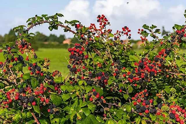 Nature Spotting: Hedgerow Harvest