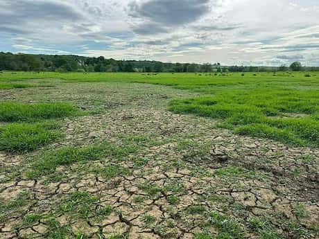 Climate Resilience on Intensive Grassland Farms; Herbal leys & Agroforestry