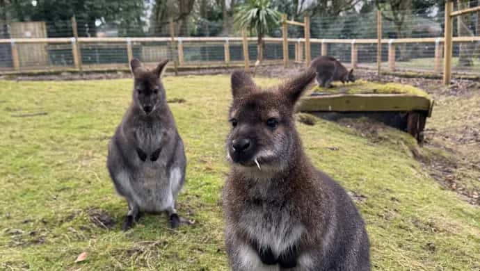 The Wallaby Experience