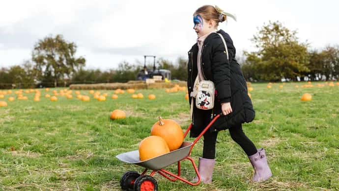 Pumpkin Patch