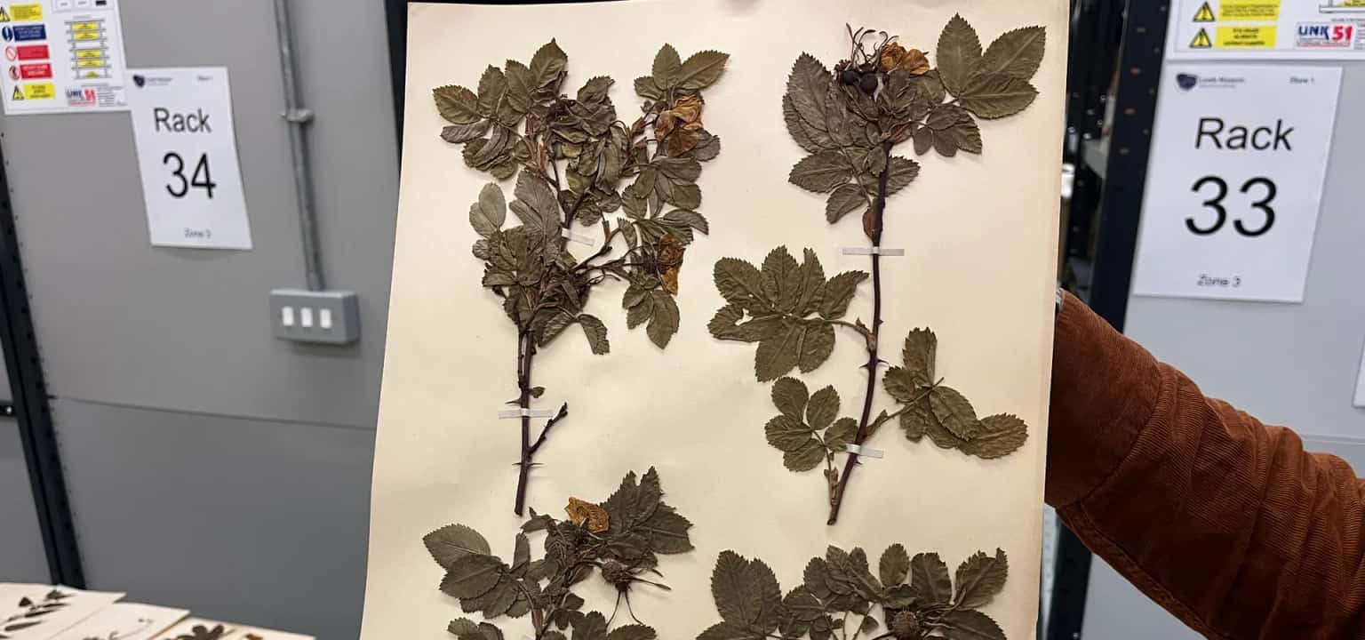 Poisonous Plant and Rant