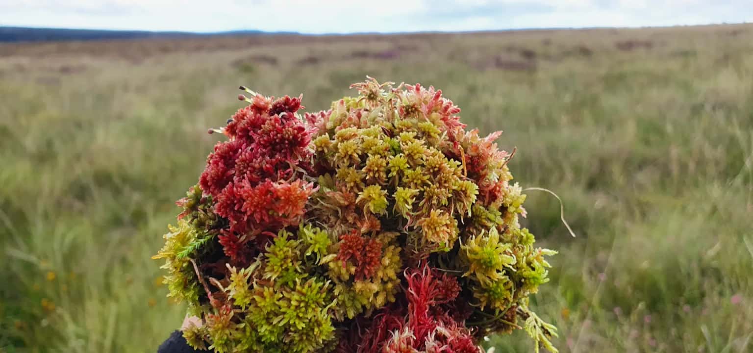 The Magic of Moss