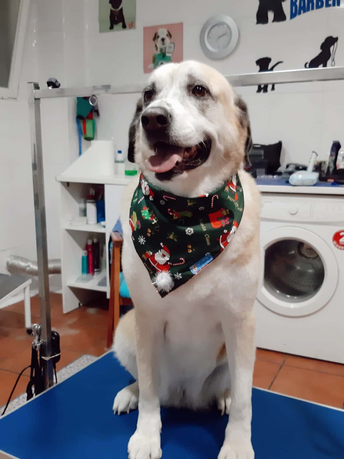 Peluquería canina Barber Dog en Rivas: servicios y precios
