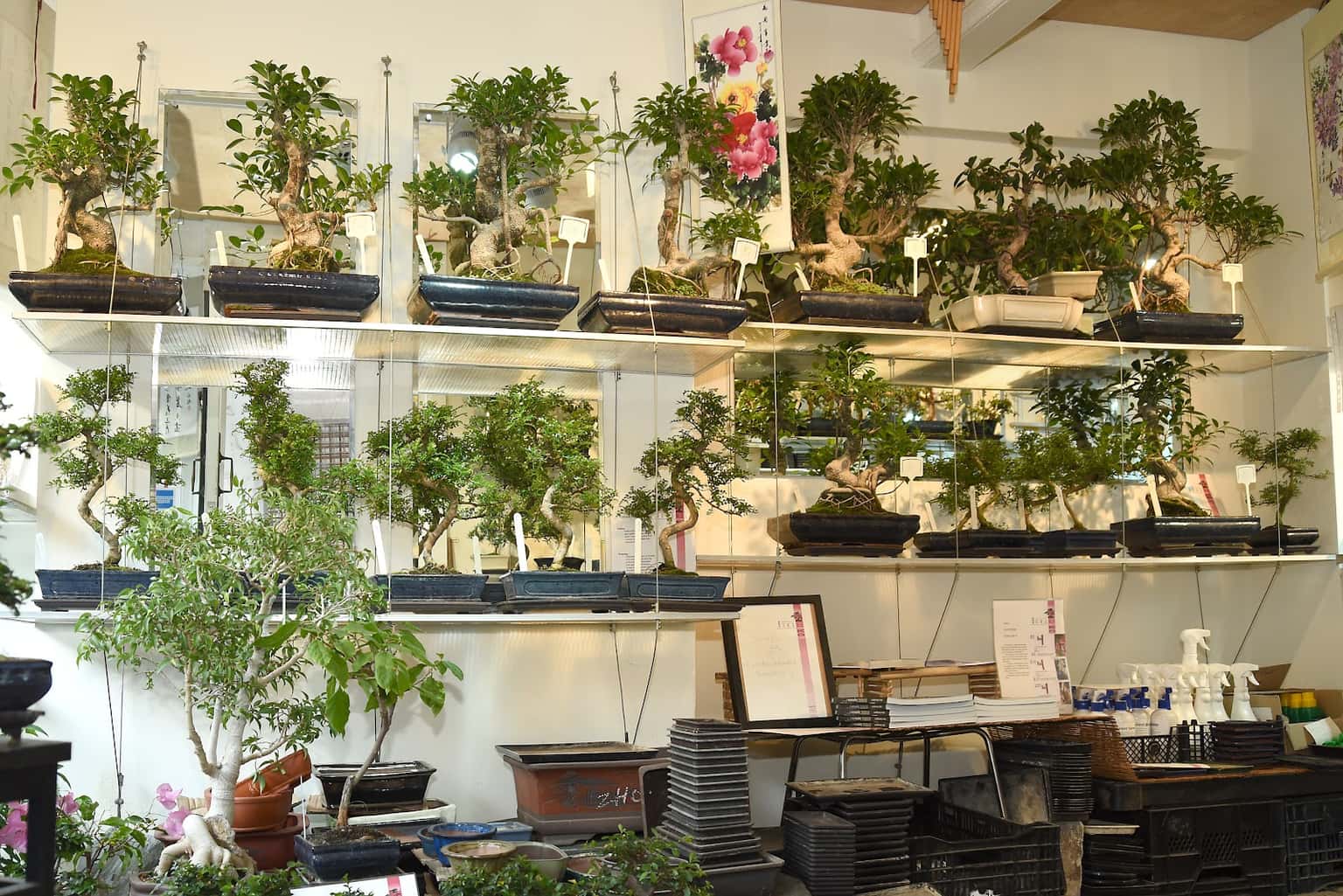Bonsai-Ko: A Brighton Bonsai Shop Run by Eric Danot