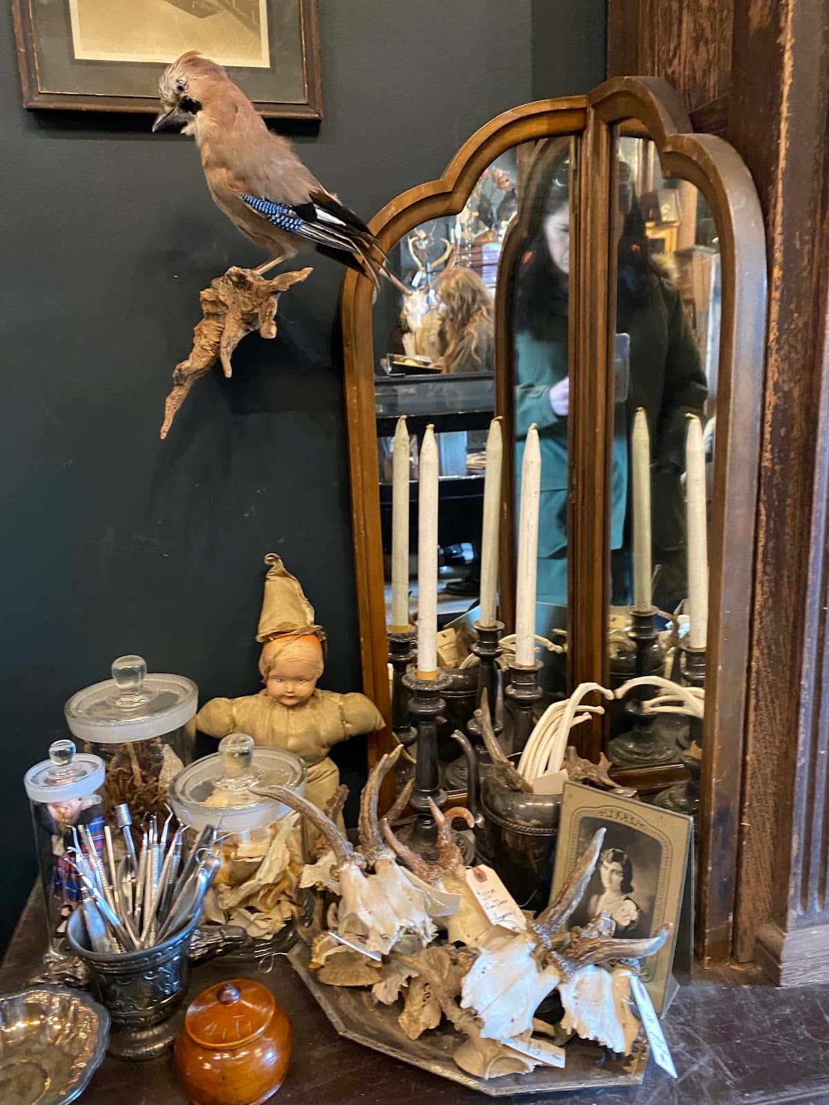 Twelve Vultures: Natural History Curiosities Shop