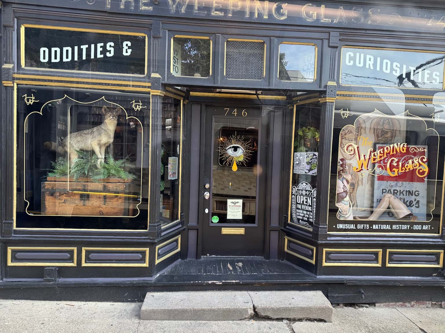 A Macabre Gift Shop with Oddities and Taxidermy