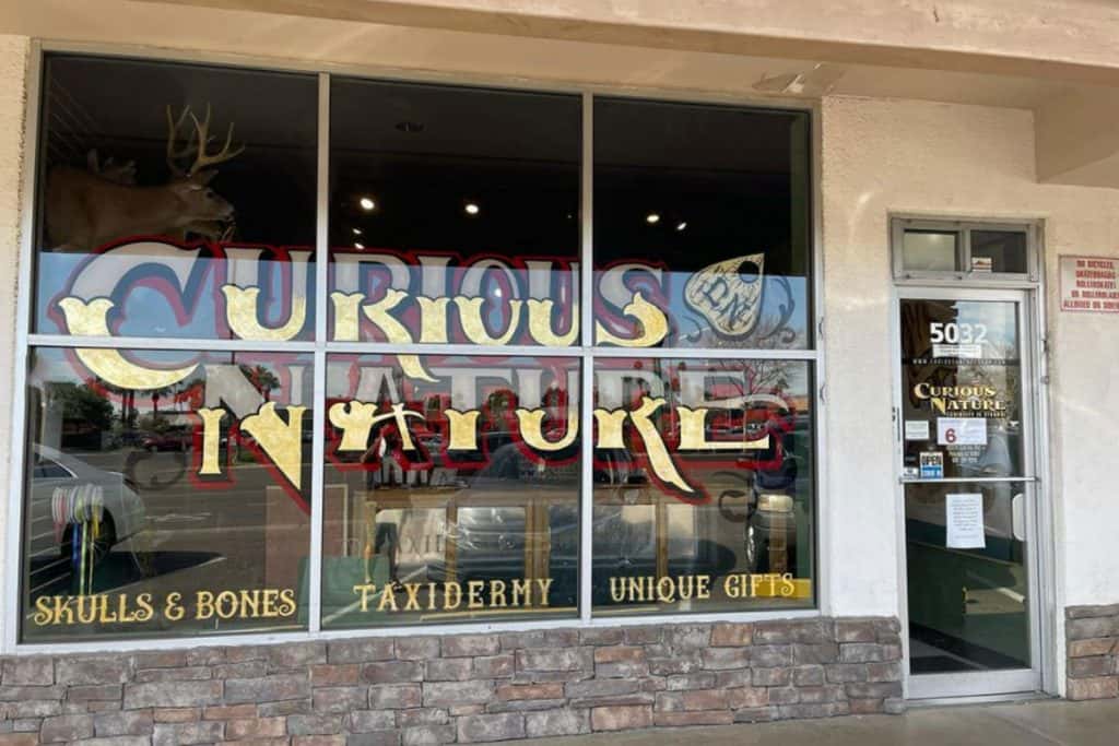 Curious Nature: Natural History Shop on Seventh Avenue
