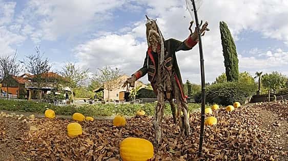 Concurso de calabazas decoradas para el Samaín