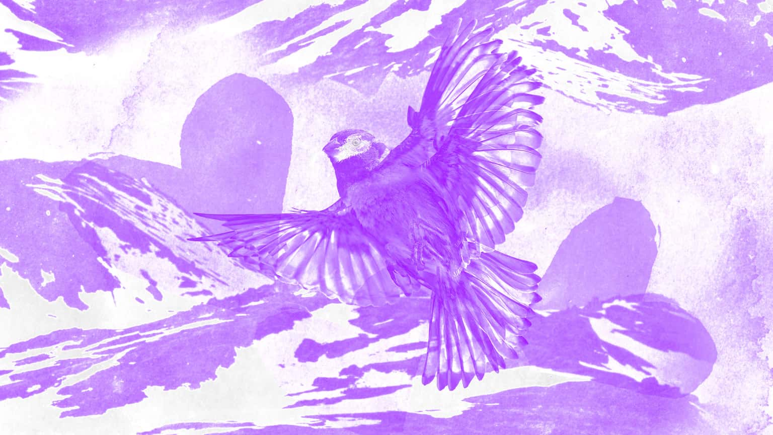 The Mountain That Loved a Bird