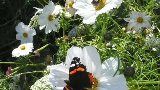 Stillingfleet Lodge Garden Walk in September
