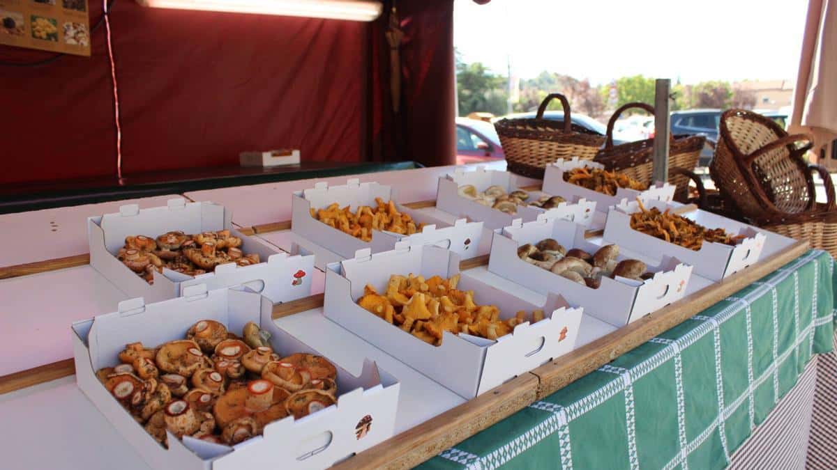 El Mercat del Bolet de Cal Rosal abre temporada