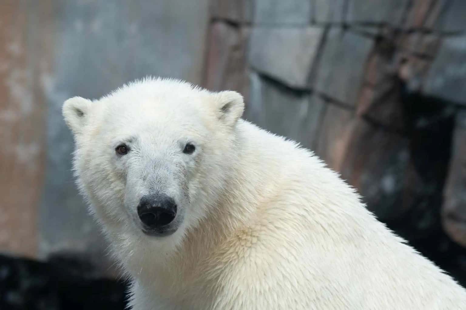St. Louis Zoo adds a polar bear to its collection