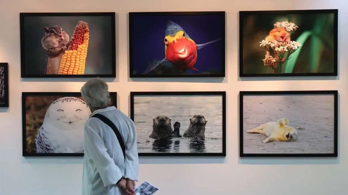 Comedy Wildlife: animales divertidos en la Sede Afundación
