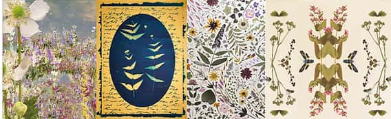 Robin Vuchnich: In Search of Thoreau's Flowers