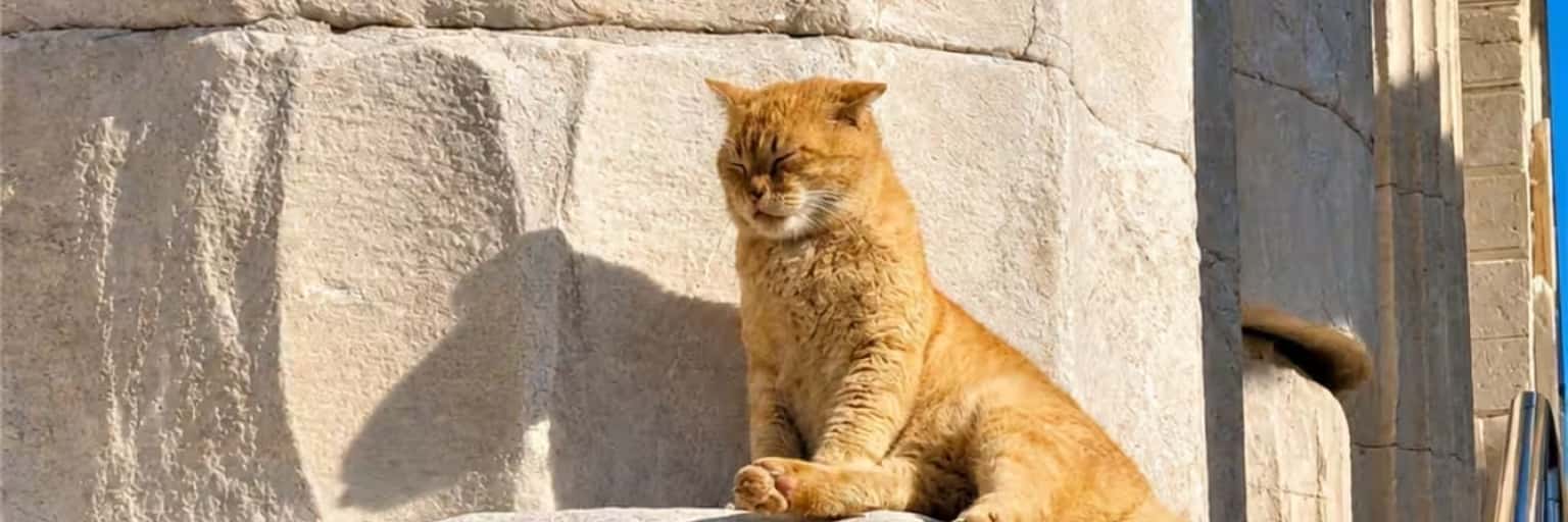 Acropolis Cats & Other Wondrous Animals