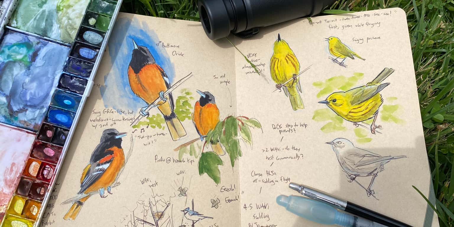 Drawing Birds