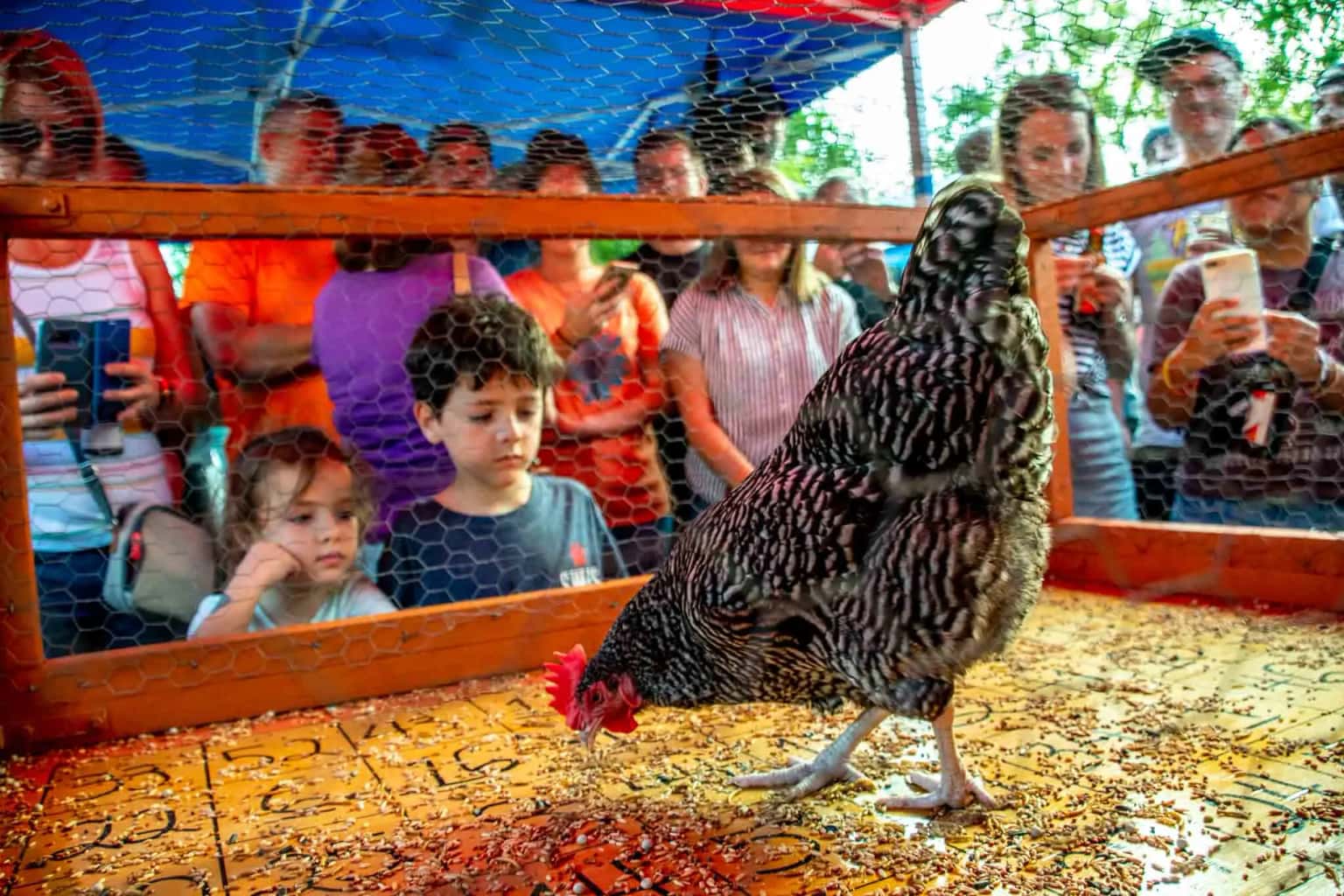 Chicken Shit Bingo!