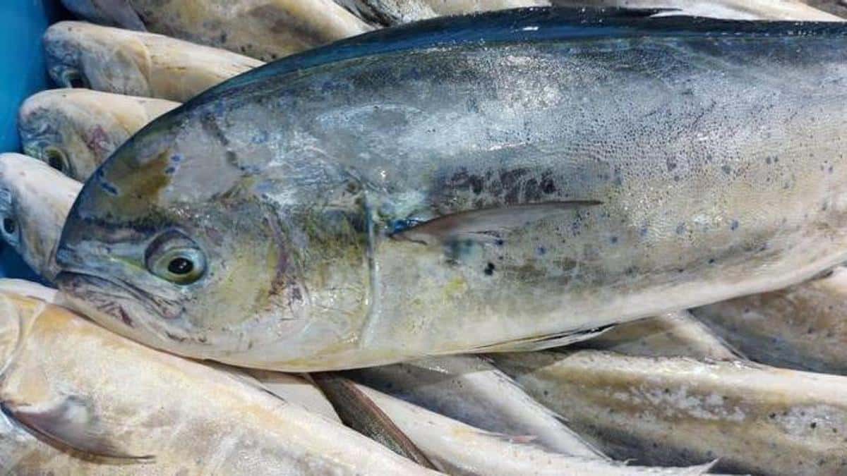 La temporada de llampuga arranca en Baleares