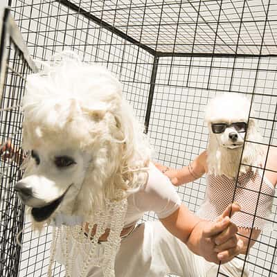 Dogshow