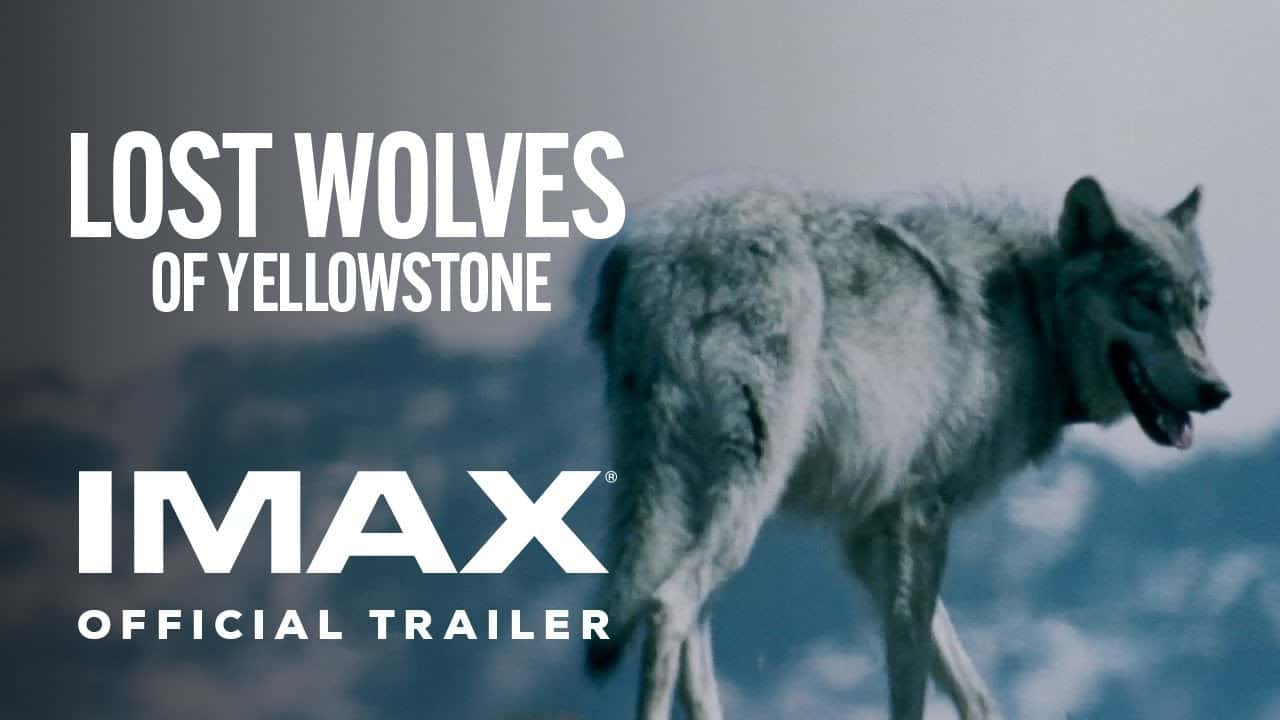 Lost Wolves of Yellowstone