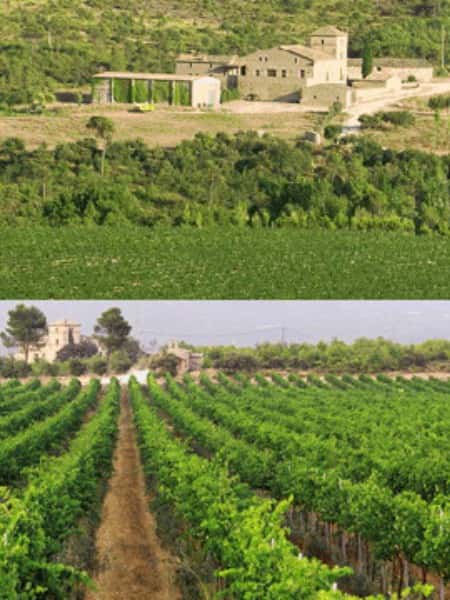 La Vendimia del Bages también se vive en Manresa