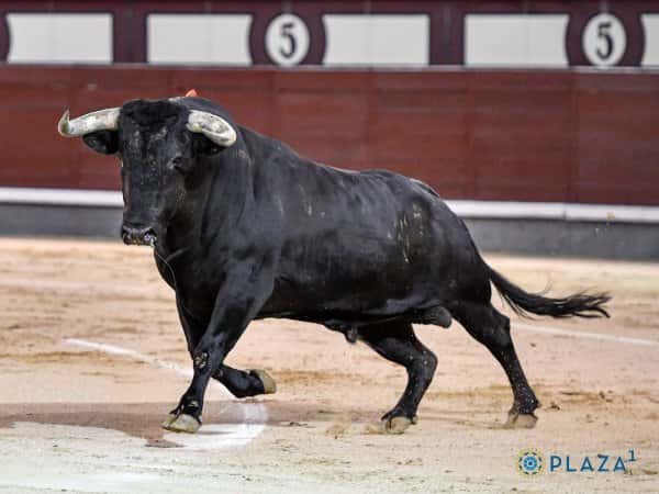 Campeonato de España de Recortadores
