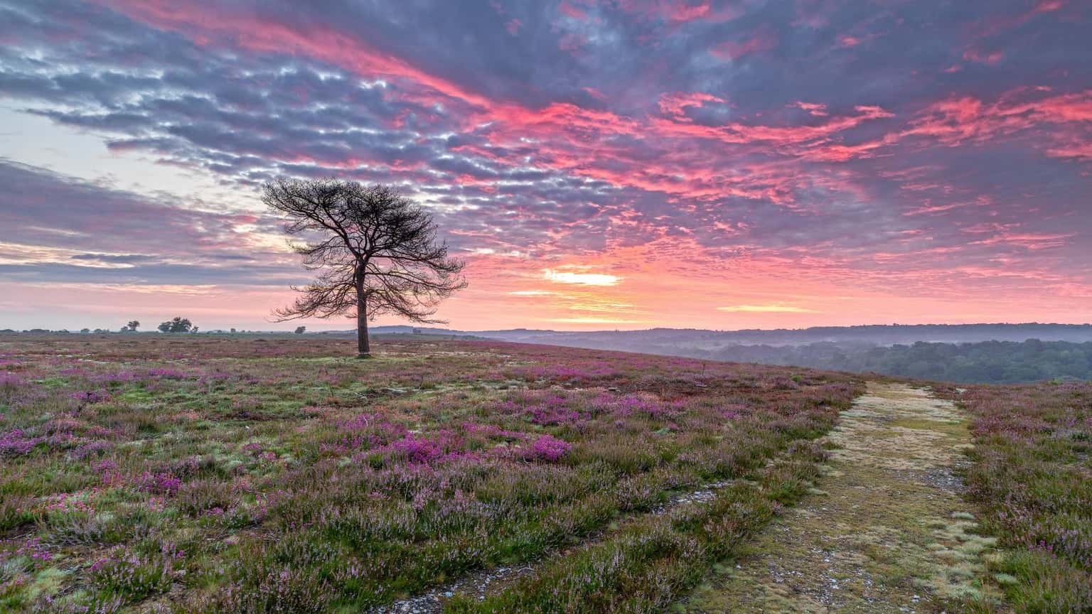 New Forest Walking Festival: a fortnight of guided walks