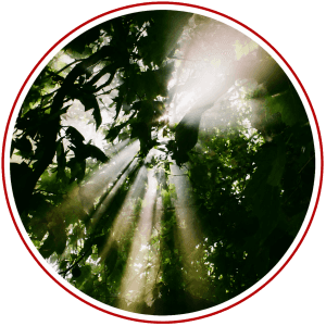Light Beyond Shadow: A Musical Journey