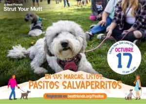 Strut Your Mutt