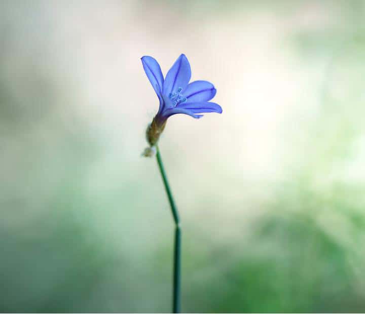 Luz y Presencia