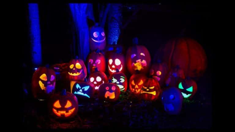 Harvest Nights