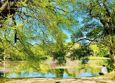 WOODLAND WELLBEING (Forest Bathing)