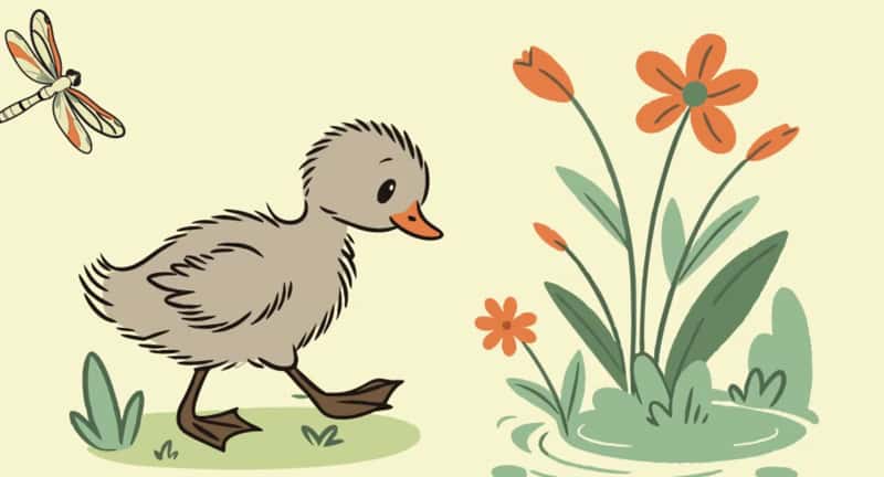 Ugly Duckling